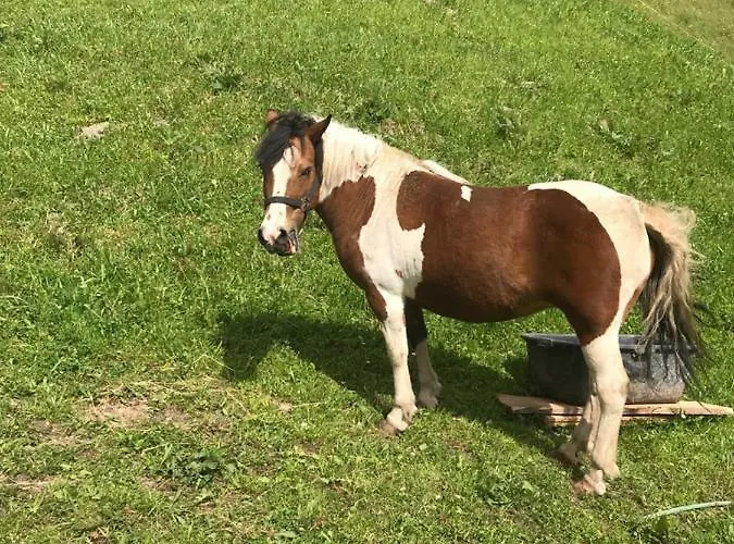 Staudacher Guest house